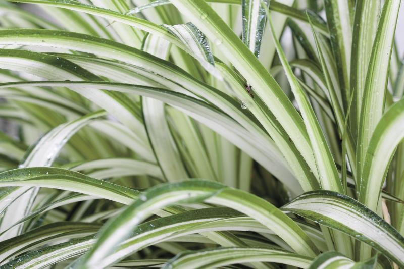 Spider plants grow thin, gently arching leaves that reach 12 to 18 inches long. SPIDER PLANT BY UNCLESAM/ADOBE STOCK